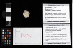 Foto (Objekt + Etikett) von Discutiolira moesica (Muţiu & Bădăluţă, 1971)  (NHMW-GEO-2014-0194-0634)